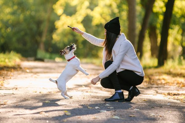 Woman with her dog in the woods holding up a treat so that her dog has to jump up to get it